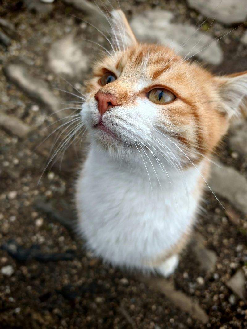Pawfect Haven Pet Care - Image 12