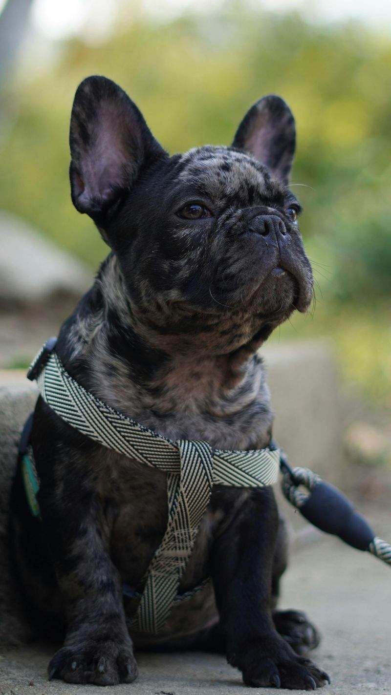 Pawfect Haven Pet Care - Image 15