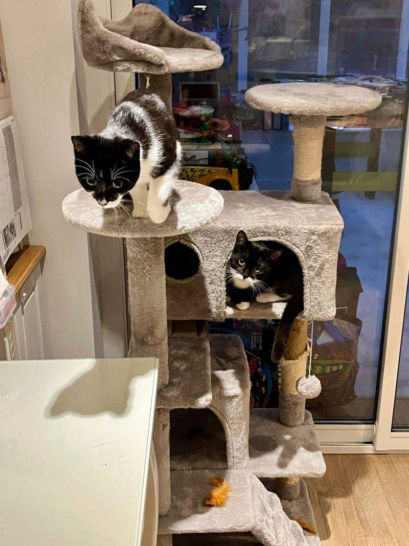 Pawfect Haven Pet Care - Image 7