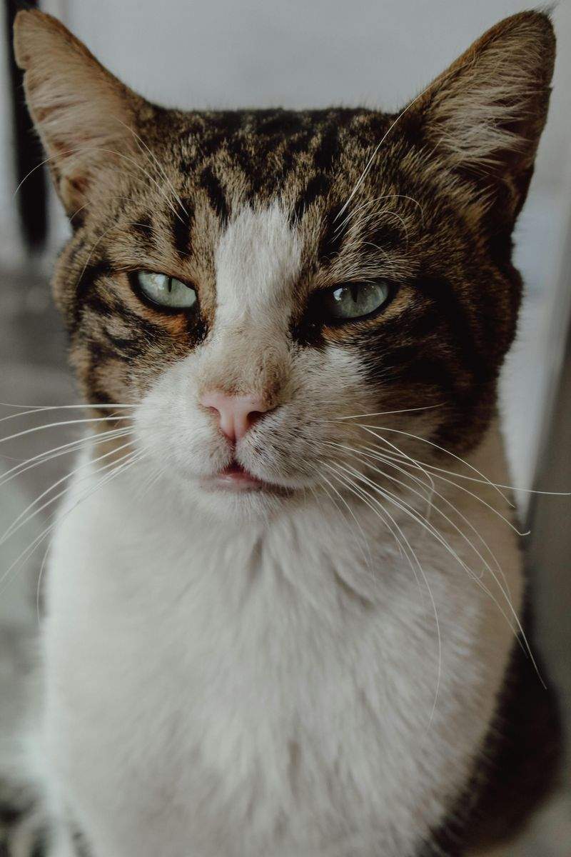 Pawfect Haven Pet Care - Image 8
